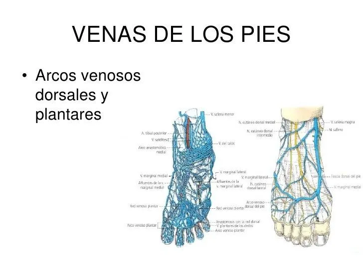 Sistema circulatorio.66ppsx