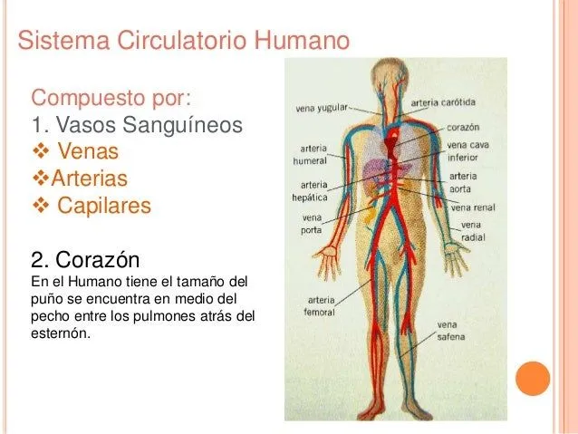 sistema-circulatorioicvc-3-638 ...