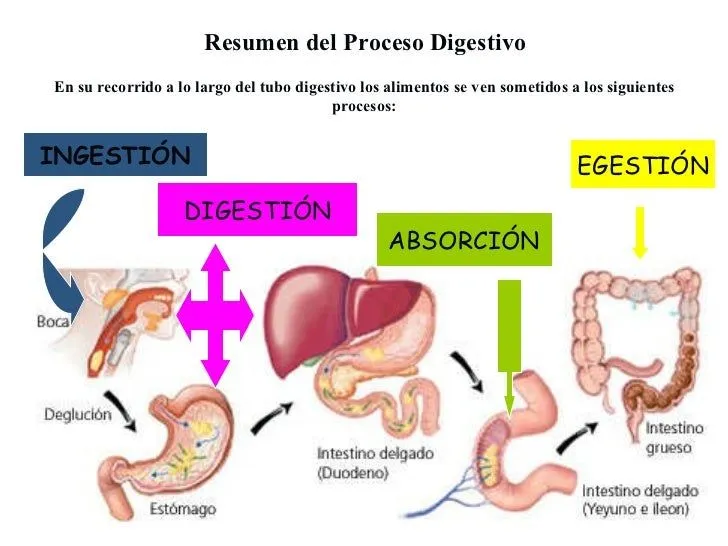 Sistema Digestivo