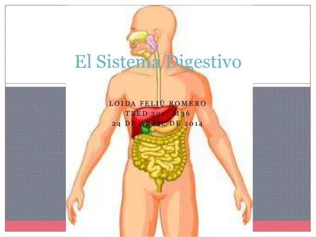 El sistema digestivo