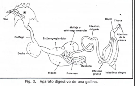 Sistema digestivo de los animales para colorear - Imagui Sistema digestivo de los animales para colorear - Imagui