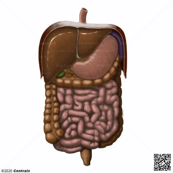 Sistema Digestivo - Atlas de Anatomía del Cuerpo Humano - Centralx Sistema Digestivo - Atlas de Anatomía del Cuerpo Humano - Centralx