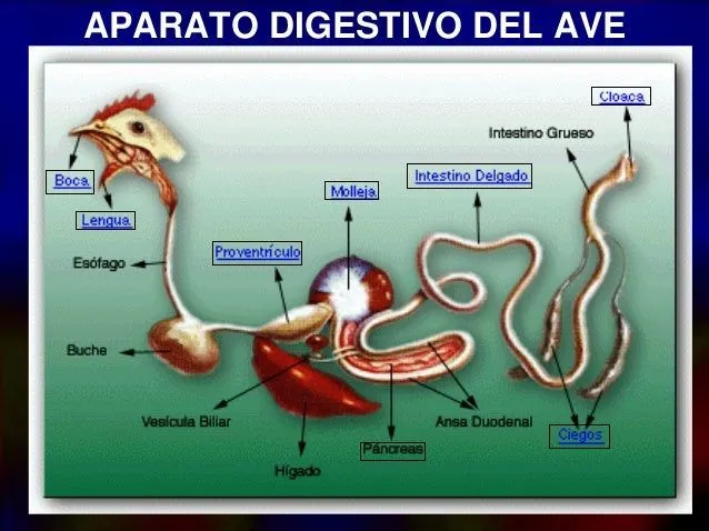 Sistema digestivo aves