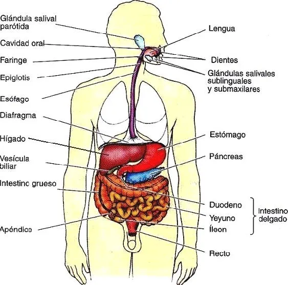 El Sistema Digestivo » Blog de Biologia