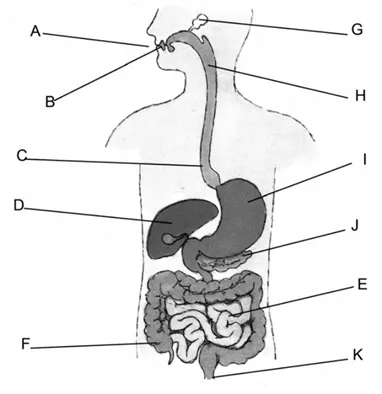 Sistema digestivo para colorear con nombres - Imagui Sistema digestivo para colorear con nombres - Imagui