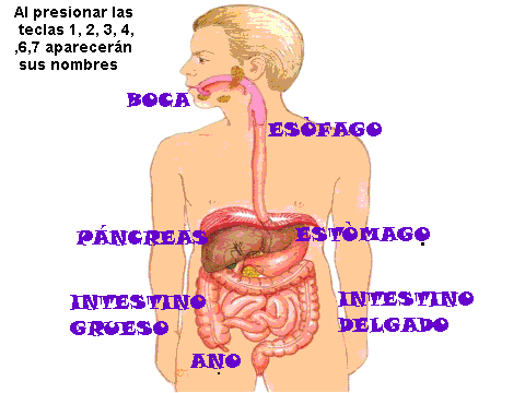 Sistema digestivo para colorear con nombres - Imagui Sistema digestivo para colorear con nombres - Imagui