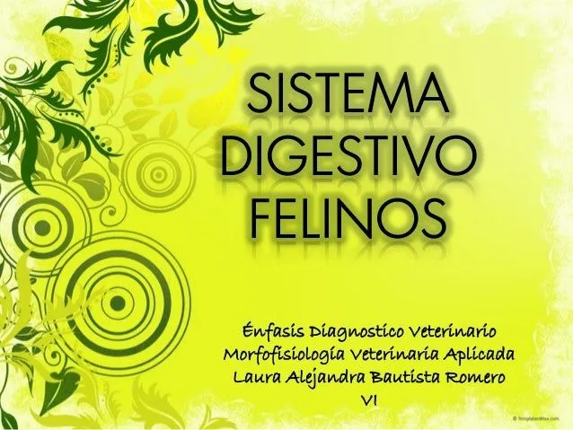 Sistema digestivo en felino