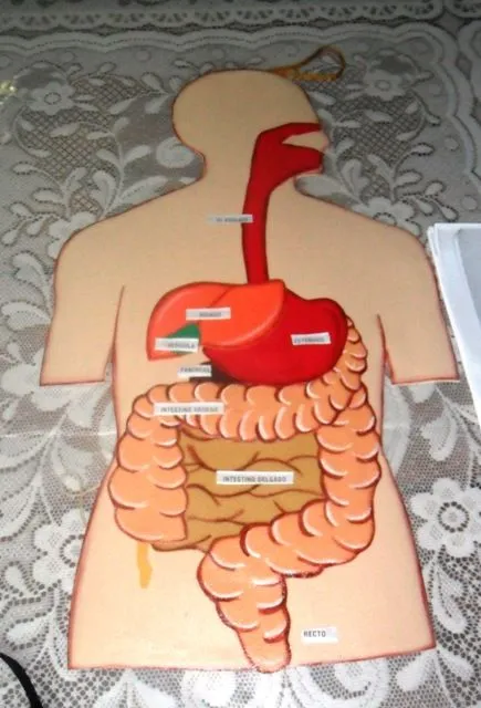 Sistema digestivo en foami - Imagui