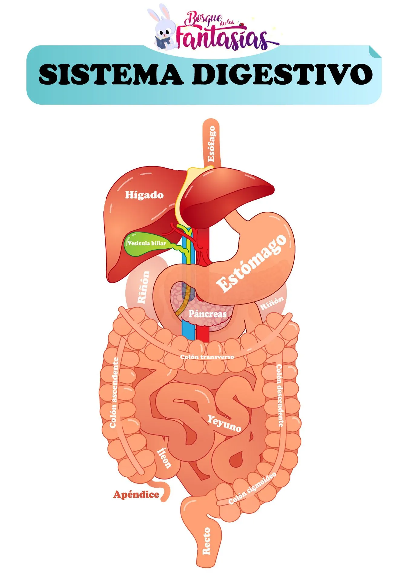 EL SISTEMA DIGESTIVO ® Partes, órganos y función para niños EL SISTEMA DIGESTIVO ® Partes, órganos y función para niños