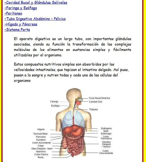 El sistema digestivo | Recurso educativo 46678 - Tiching El sistema digestivo | Recurso educativo 46678 - Tiching