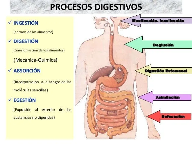 sistema-digestivo-y- ...