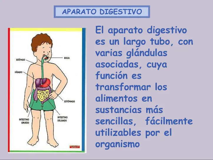 SISTEMA DIXESTIVO | JUGANDO Y APRENDIENDO