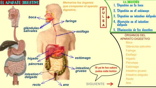 SISTEMA DIXESTIVO | JUGANDO Y APRENDIENDO