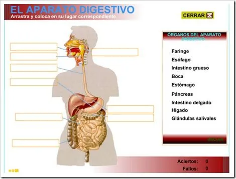 MilagroTIC: TEMA 1 - C. MEDIO 6º - LA NUTRICIÓN - (Tema completo) MilagroTIC: TEMA 1 - C. MEDIO 6º - LA NUTRICIÓN - (Tema completo)