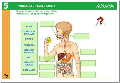 SISTEMA DIXESTIVO | JUGANDO Y APRENDIENDO