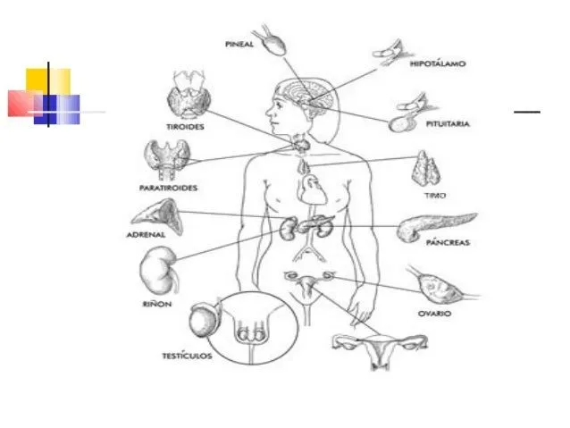 sistema-endocrino-2-638.jpg?cb ...