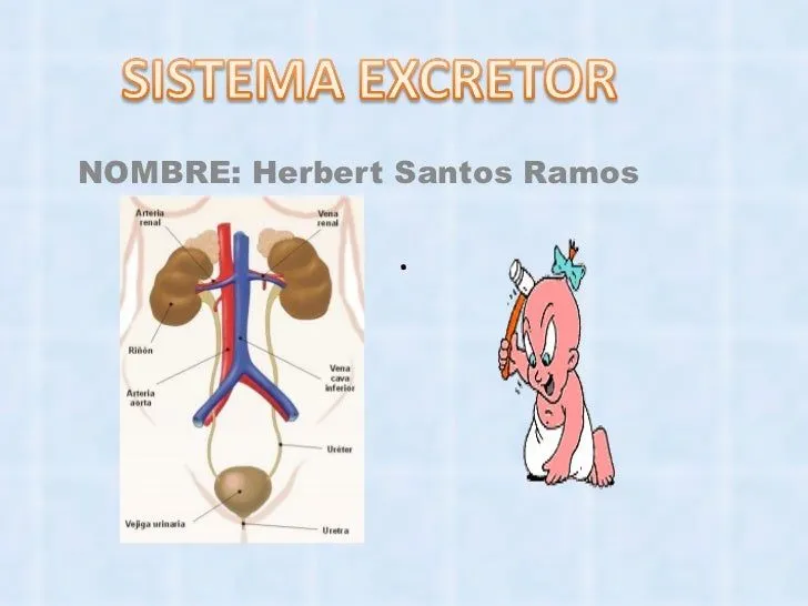 sistema escretor