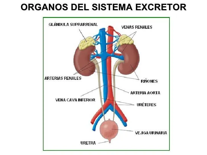 Sistema escretor - Imagui