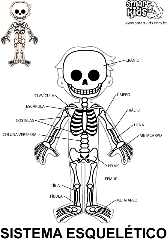 Sistema Esquelético - Desenhos para Colorir e Pintar - Smartkids ...