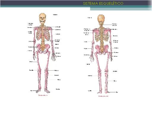 Sistema esquelético - Monografias.com