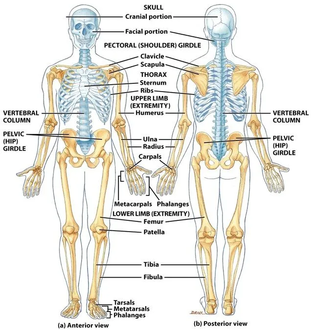 Sistema esquelético | Morfofisiología