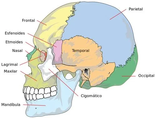 Sistema esquelético | Morfofisiología