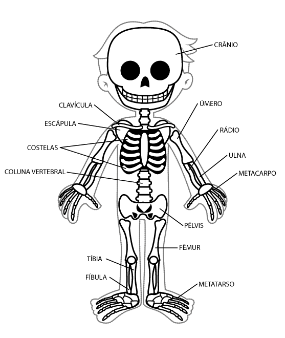 sistema oseo para niñ - Buscar con Google | CUERPO HUMANO ...