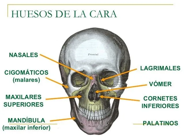 sistema-esqueltico-del-craneo- ...