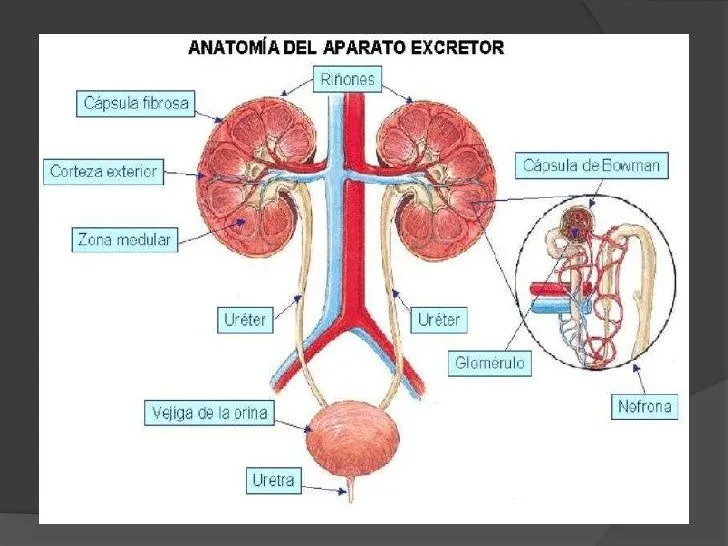 sistema-excretor-13-728.jpg?cb ...