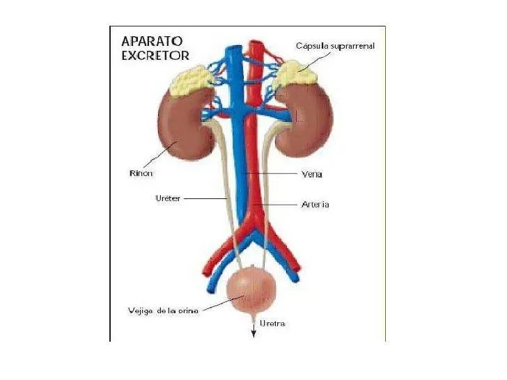 sistema-excretor-2-728.jpg?cb= ...