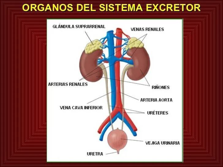 sistema-excretor-4-728.jpg?cb= ...