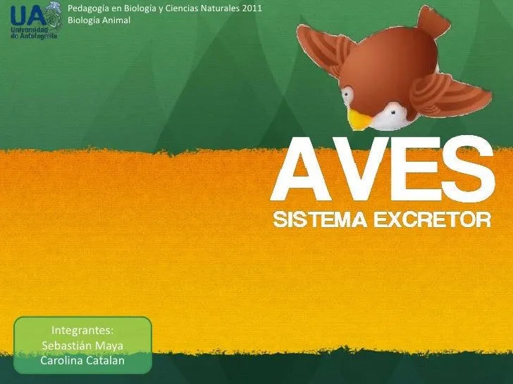 Sistema Excretor de las Aves