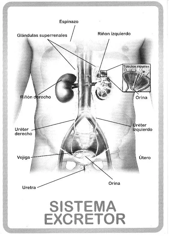Pinto Dibujos: Sistema excretor para colorear Pinto Dibujos: Sistema excretor para colorear