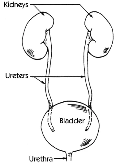 CUERPO HUMANO: DIBUJOS DEL SISTEMA URINARIO CUERPO HUMANO: DIBUJOS DEL SISTEMA URINARIO