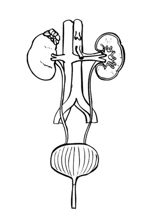 Aparato excretor para colorear con sus partes - Imagui