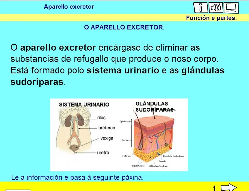 SISTEMA EXCRETOR | JUGANDO Y APRENDIENDO