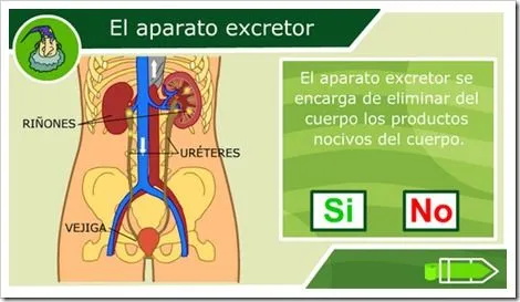 SISTEMA EXCRETOR | JUGANDO Y APRENDIENDO