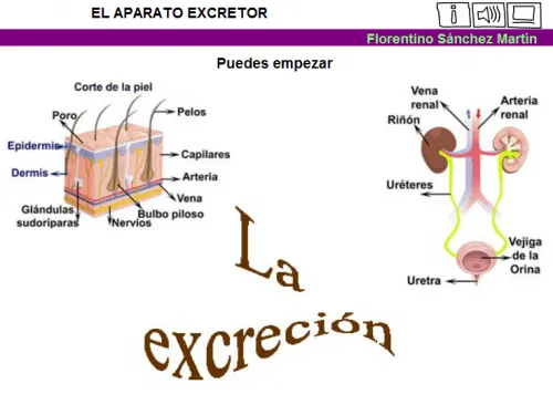 SISTEMA EXCRETOR | JUGANDO Y APRENDIENDO