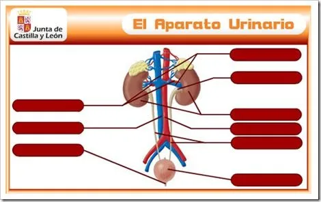 SISTEMA EXCRETOR | JUGANDO Y APRENDIENDO