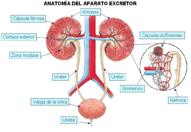 sistema excretor on emaze