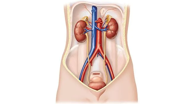 Sistema excretor - Resumen, partes y enfermedades.