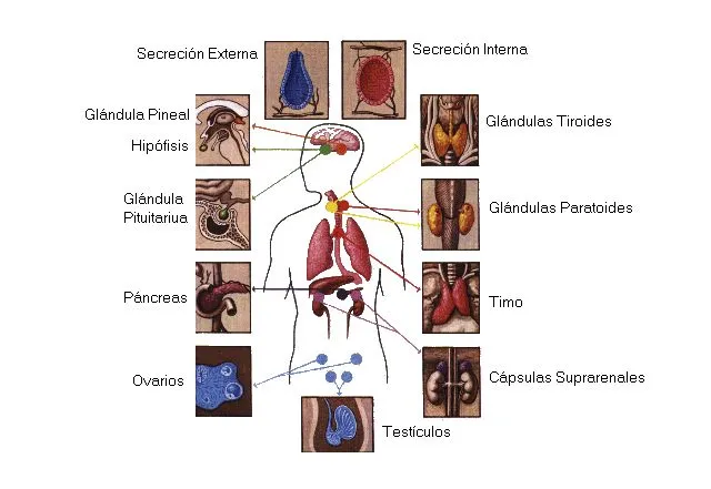 Sistema Hormonal - Sistemas - Cuerpo Humano - TAFAD - TAFAD y Cursos Sistema Hormonal - Sistemas - Cuerpo Humano - TAFAD - TAFAD y Cursos