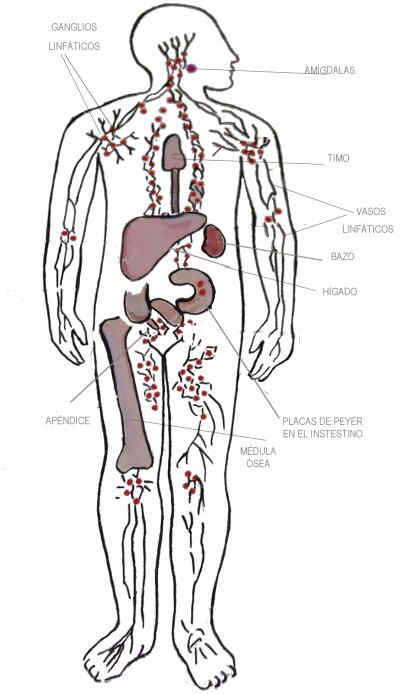 sistemalinfatico.jpg
