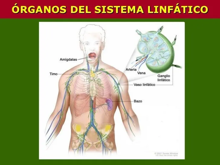 sistema-linfatico-4-728.jpg?cb ...