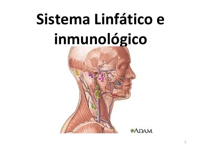 Sistema linfático y defensas del cuerpo