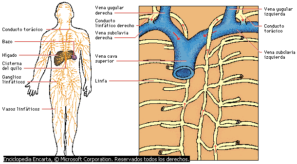 Manual informativo para prevenir el cáncer de piel, en la ... Manual informativo para prevenir el cáncer de piel, en la ...