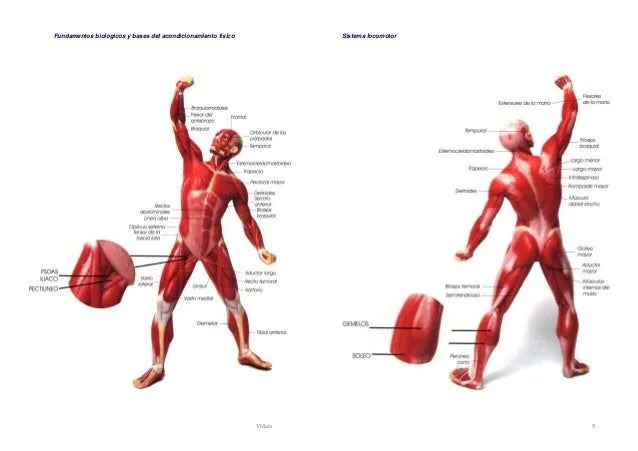 Sistema locomotor