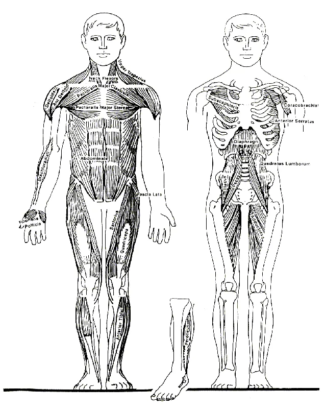 Sistema locomotor para colorear - Cuerpo humano