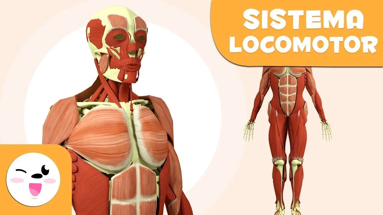 El sistema locomotor | El cuerpo humano para niños | El sistema óseo y muscular - YouTube El sistema locomotor | El cuerpo humano para niños | El sistema óseo y muscular - YouTube