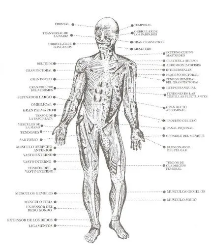 Sistema locomotor para colorear - Imagui